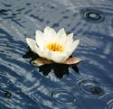 lotus flower floating on water